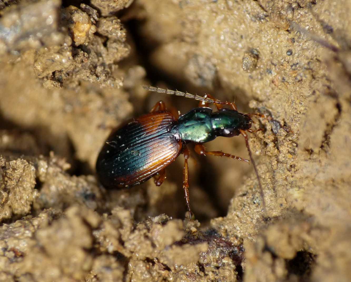 Brachinus? Anchomenus dorsalis